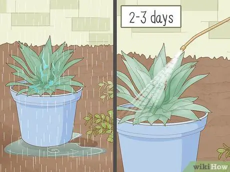 Нанесите Diatomaceous Earth Step 10