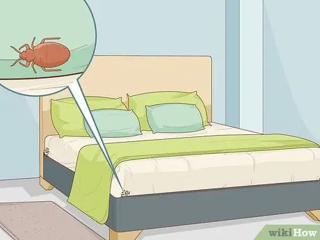 Нанесите Diatomaceous Earth Step 11