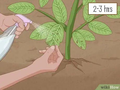 Нанесите Diatomaceous Earth Step 4