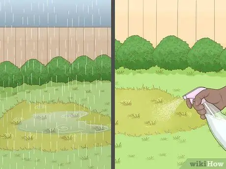 Нанесите Diatomaceous Earth Step 5