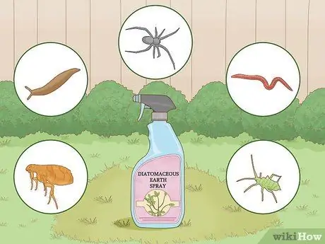 Нанесите Diatomaceous Earth Step 6