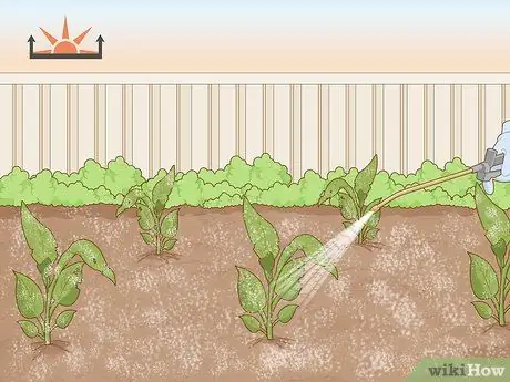 Нанесите Diatomaceous Earth Step 8