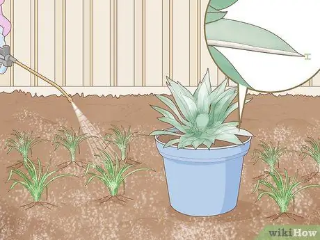 Нанесите Diatomaceous Earth Step 9