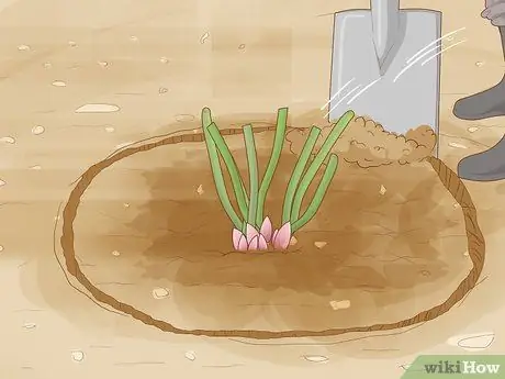 Разделить и пересадить пионы Шаг 4