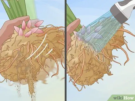 Разделите и пересадите пионы Шаг 5