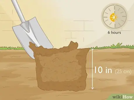 Разделить и пересадить пионы Шаг 7