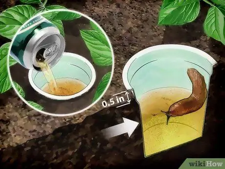 Избавьтесь от садовых слизней, шаг 1
