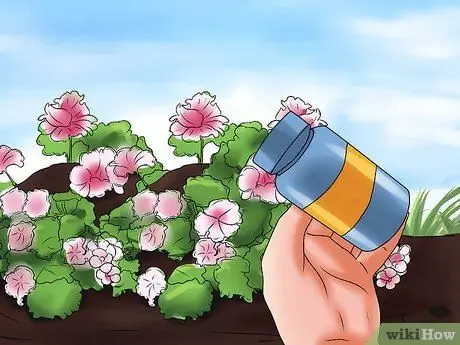 Выращивание герани Шаг 12