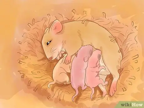 Избавиться от мышей, шаг 5 Избавиться от мышей, шаг 5