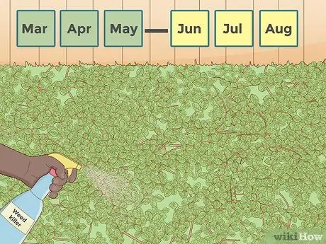 Убить Кудзу, шаг 7