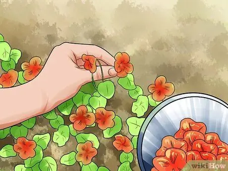 Выращивание настурций Шаг 10 Выращивание настурций Шаг 10