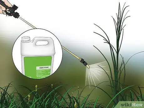 Control Johnson Grass Step 11 Control Johnson Grass Step 11