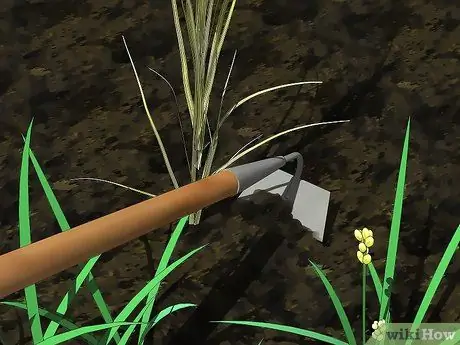 Control Johnson Grass Step 13 Control Johnson Grass Step 13