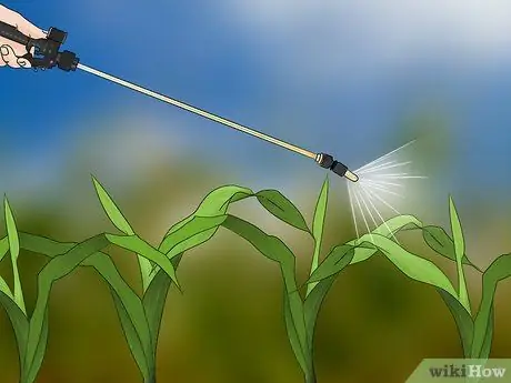 Control Johnson Grass Step 7 Control Johnson Grass Step 7