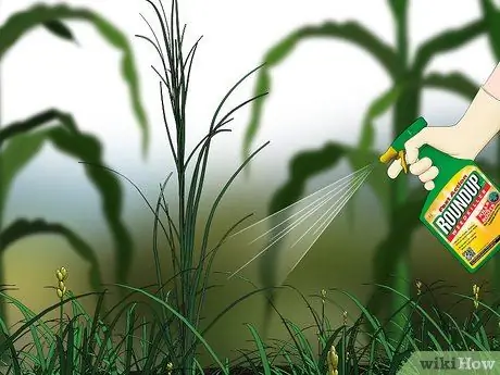 Control Johnson Grass Шаг 9 Control Johnson Grass Шаг 9