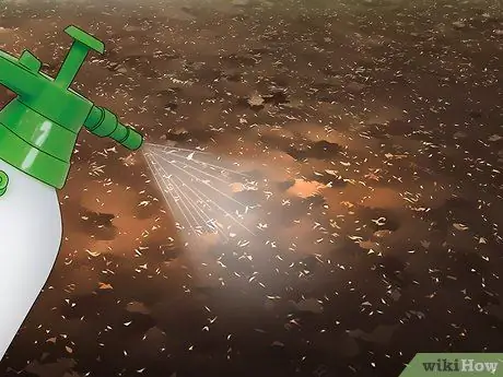 Убить гриб вонючего рога, шаг 4