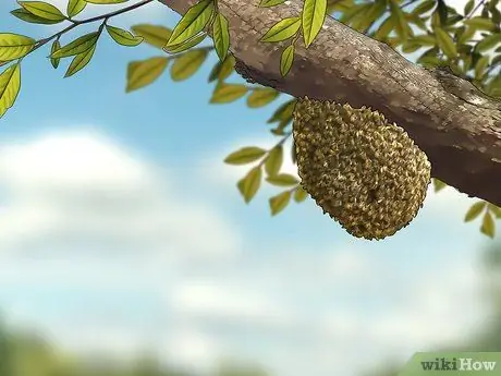 Избавиться от улья Шаг 1 Избавиться от улья Шаг 1