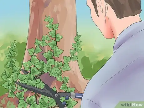 Убить английский плющ, шаг 2