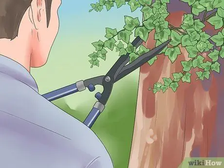 Убить английский плющ, шаг 3