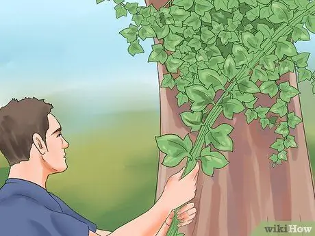 Убить английский плющ, шаг 5