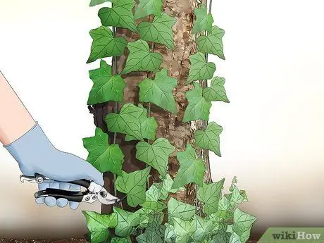 Контролировать английский плющ, шаг 1