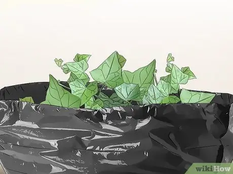 Контролировать английский плющ, шаг 7