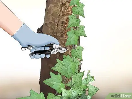Контролировать английский плющ, шаг 8