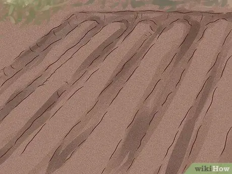 Посадить английский плющ, шаг 4