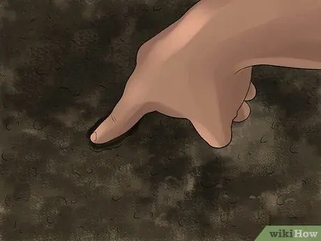 Выращивание овса Шаг 7