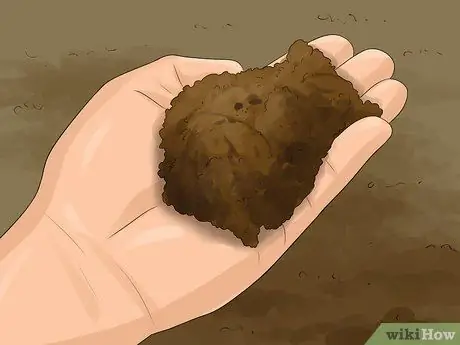 Выращивание плюща, шаг 11
