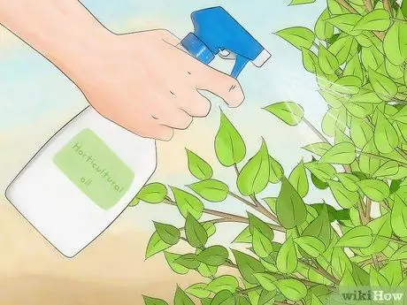 Избавиться от чешуйчатых насекомых Шаг 10