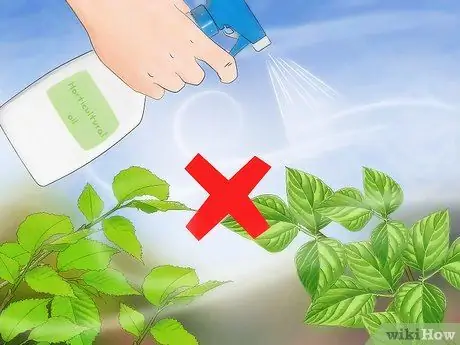 Избавиться от чешуйчатых насекомых Шаг 13