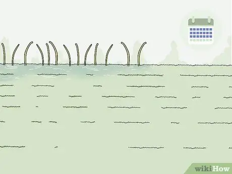 Избавьтесь от необузданной ежевики, шаг 6