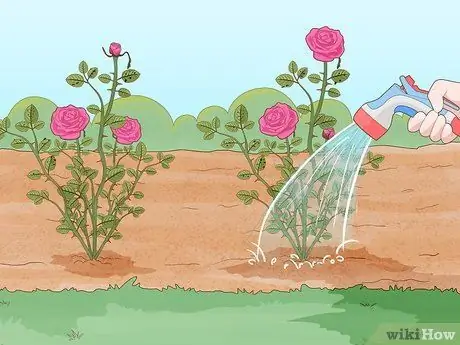 Контроль черных пятен на розах Шаг 13