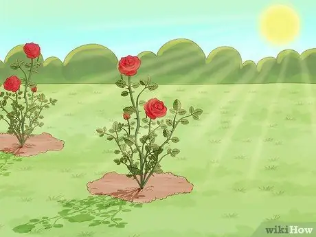 Контроль черных пятен на розах Шаг 6