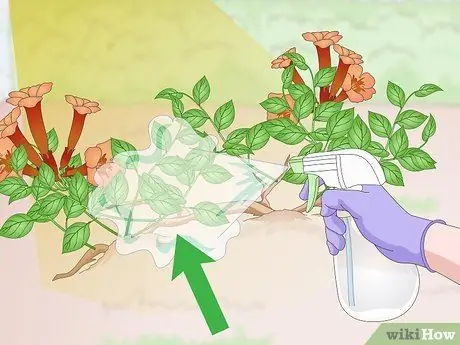 Kill Trumpet Vine Шаг 10 Kill Trumpet Vine Шаг 10
