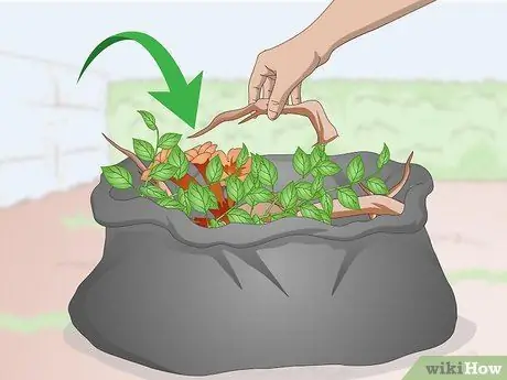 Kill Trumpet Vine, шаг 2 Kill Trumpet Vine, шаг 2