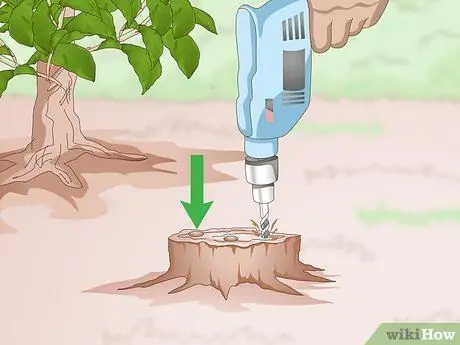 Kill Trumpet Vine, шаг 4 Kill Trumpet Vine, шаг 4
