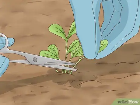 Выращивание корицы Шаг 10