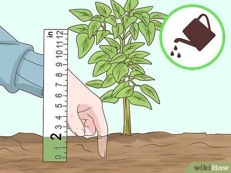 Выращивание корицы Шаг 11