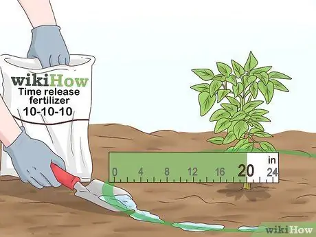 Выращивание корицы Шаг 12