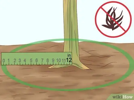 Выращивание корицы Шаг 13