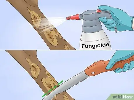 Выращивание корицы Шаг 14