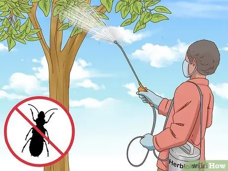 Выращивание корицы Шаг 15