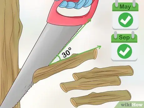 Выращивание корицы Шаг 17