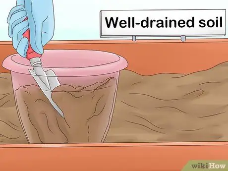 Выращивание корицы, шаг 3