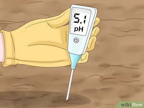 Выращивание корицы, шаг 4