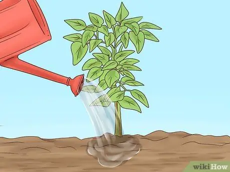 Выращивание корицы Шаг 9