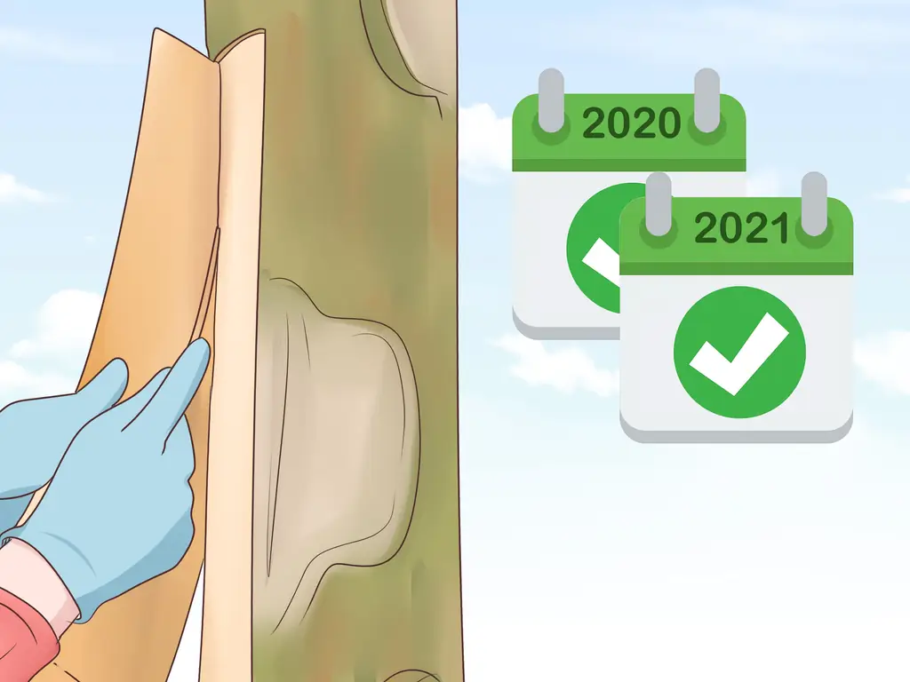 Как вырастить корицу (с иллюстрациями)