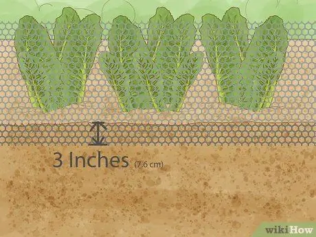 Не допускайте крыс в огород Шаг 10